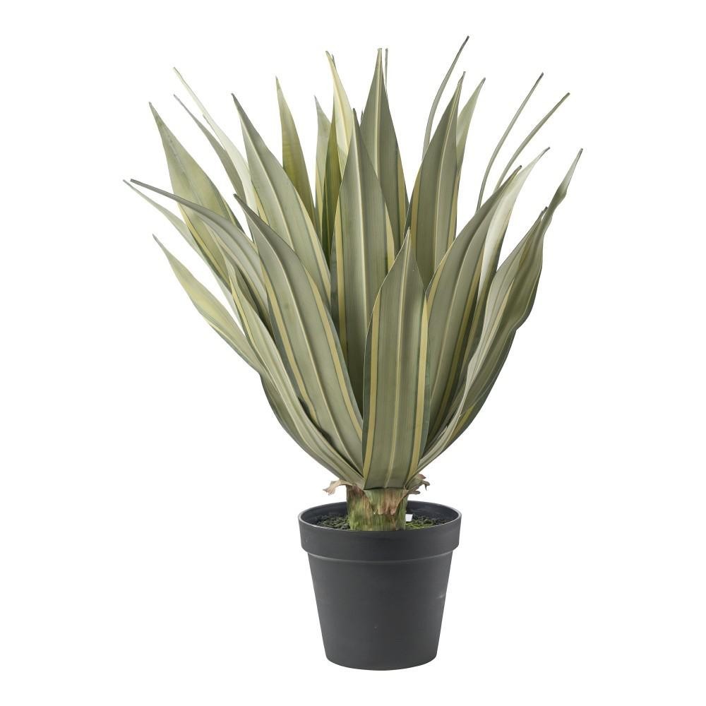 PIANTA AGAVE CM.80